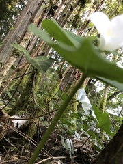Callipetalon
