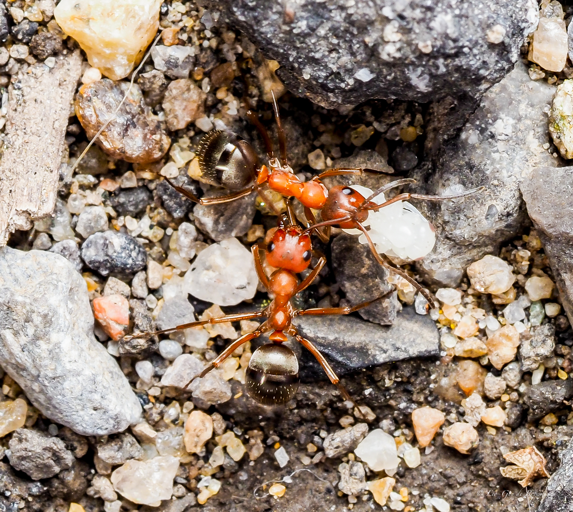 Formica difficilis