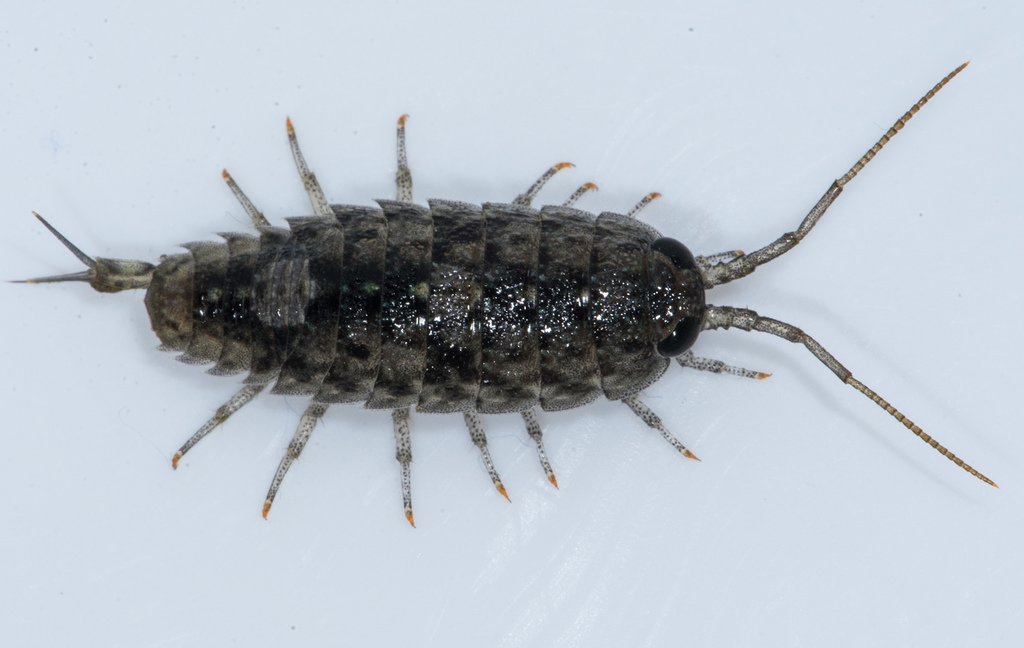 Western Sea Roach
