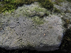 Trapelia placodioides