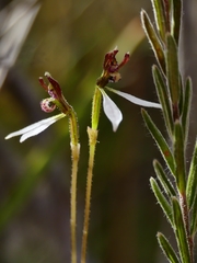 Eriochilus collinus