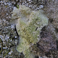 Trapelia placodioides