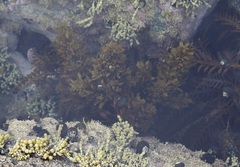 Sargassum sinclairii