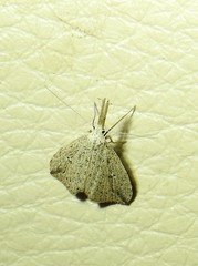 Trigonistis demonias