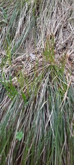 Carex geyeri