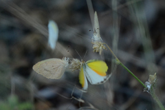 Eurema elathea flavescens