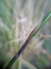 Paracephaleus hudsoni