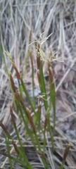 Carex geyeri