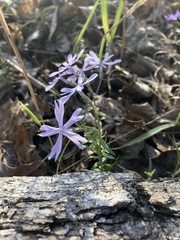 Phlox bifida bifida