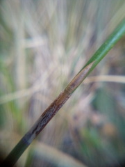 Paracephaleus hudsoni