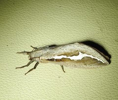 Abantiades labyrinthicus