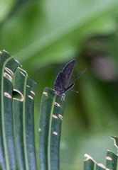 Luthrodes buruana