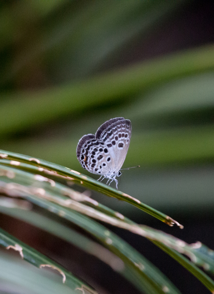 Luthrodes buruana