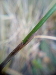Paracephaleus hudsoni