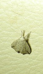 Trigonistis demonias