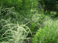 Aloysia polystachya