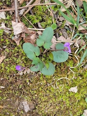 Viola triloba