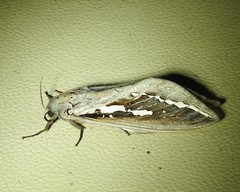 Abantiades labyrinthicus