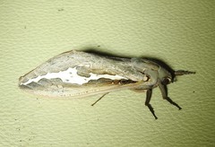 Abantiades labyrinthicus