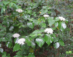 Viburnum japonicum
