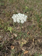 Ammi majus