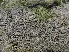 Trapelia placodioides