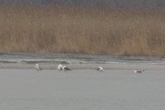 Larus fuscus barabensis