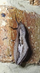 Abantiades labyrinthicus