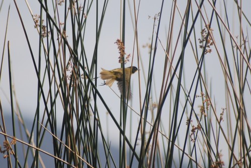Black-polled Yellowthroat (Geothlypis speciosa), photo 6