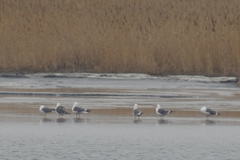 Larus fuscus barabensis