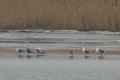 Larus fuscus barabensis