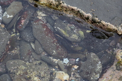 Acanthoclinus fuscus