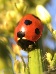 Coccinella septempunctata