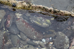 Acanthoclinus fuscus