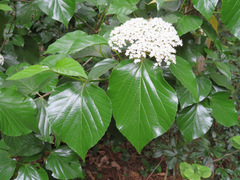Viburnum japonicum
