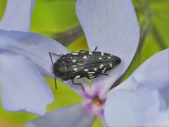 Acmaeodera ornata