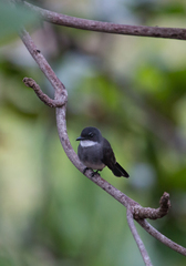 Rhipidura rufiventris