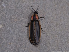 Pyractomena borealis