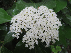 Viburnum japonicum