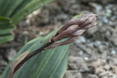 Cremastra appendiculata variabilis