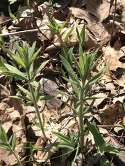 Veronicastrum virginicum