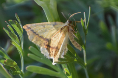 Neoterpes edwardsata