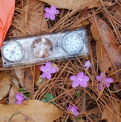 Pseuderanthemum praecox