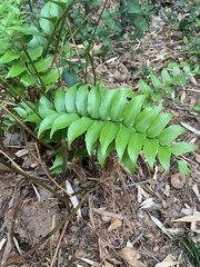 Cyrtomium falcatum