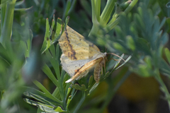 Neoterpes edwardsata
