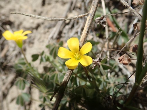 Image of Oxalis pilosa by (c) joergmlpts, some rights reserved (CC BY)