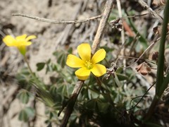 Oxalis pilosa