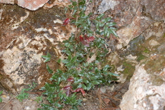 Berberis volcania