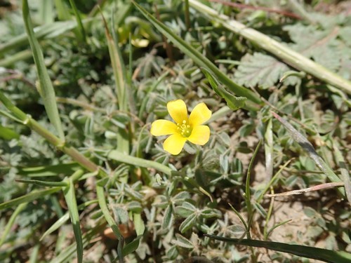 Image of Oxalis pilosa by (c) joergmlpts, some rights reserved (CC BY)