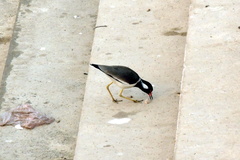 Vanellus indicus